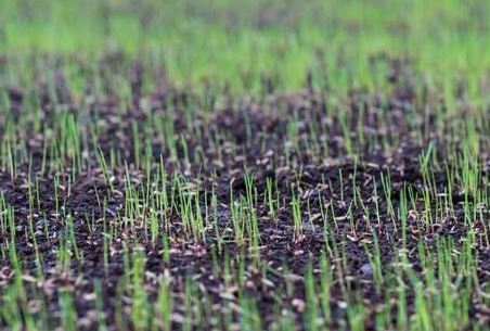 overseeding